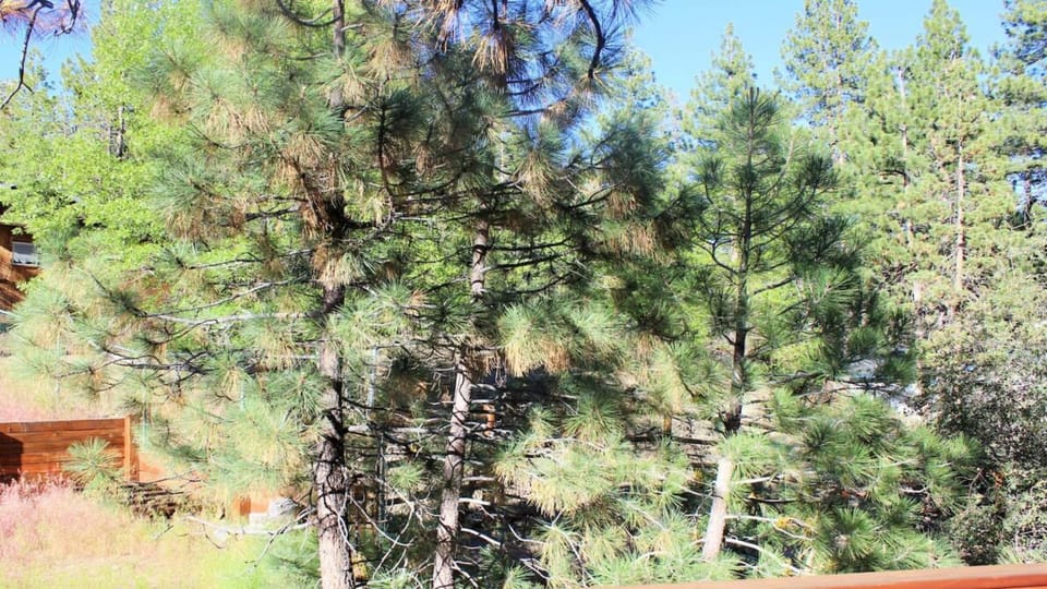 Quiet and Private Surroundings, Just steps to National Forest