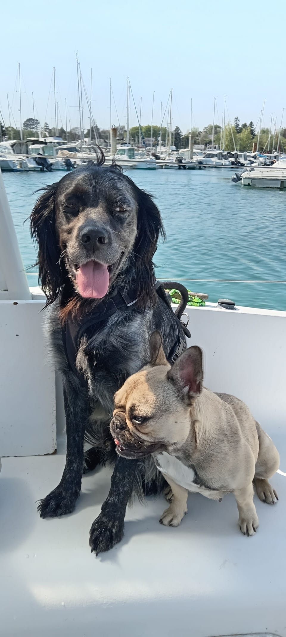Pet-friendly