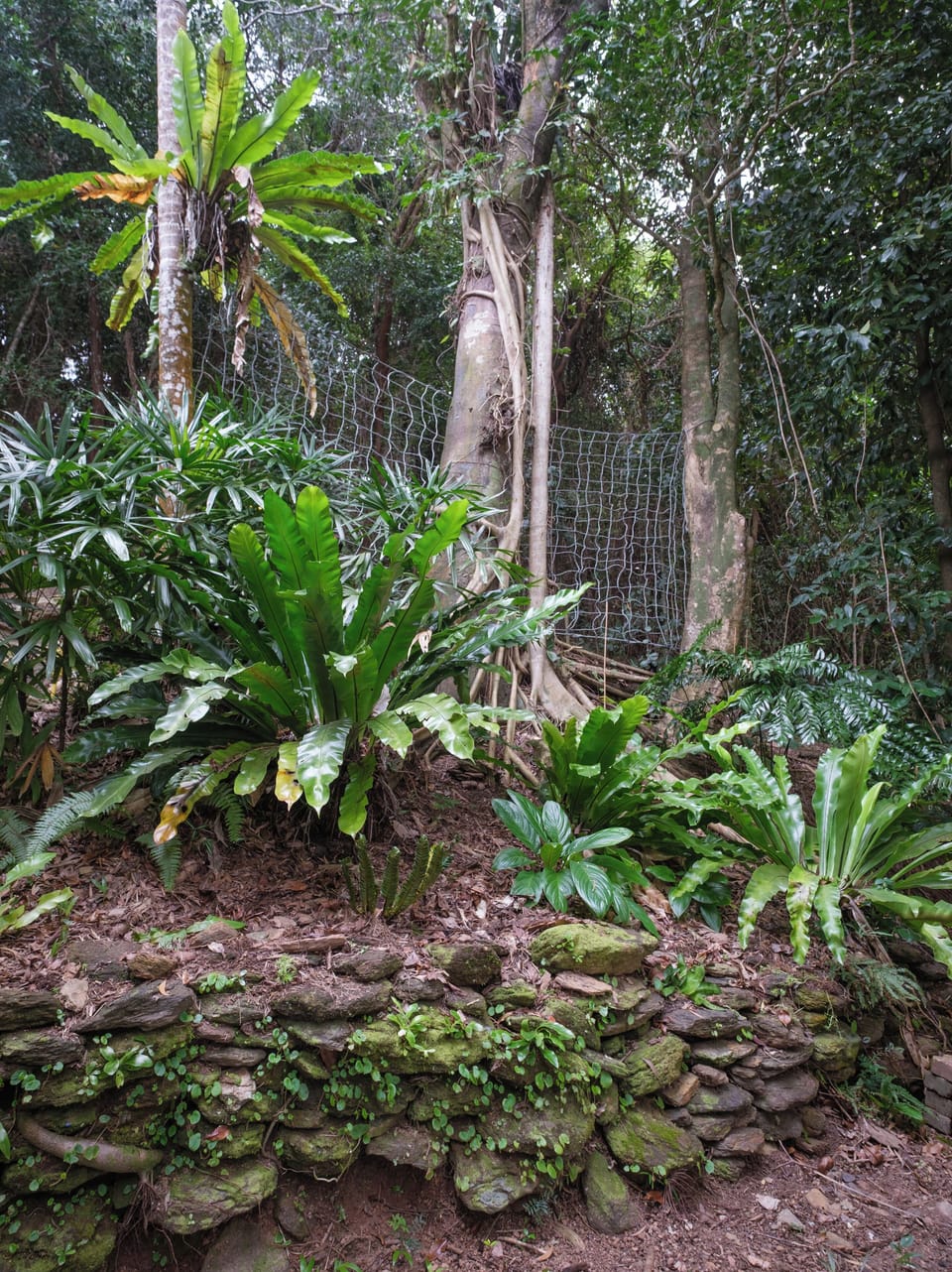 Garden from loungeroom