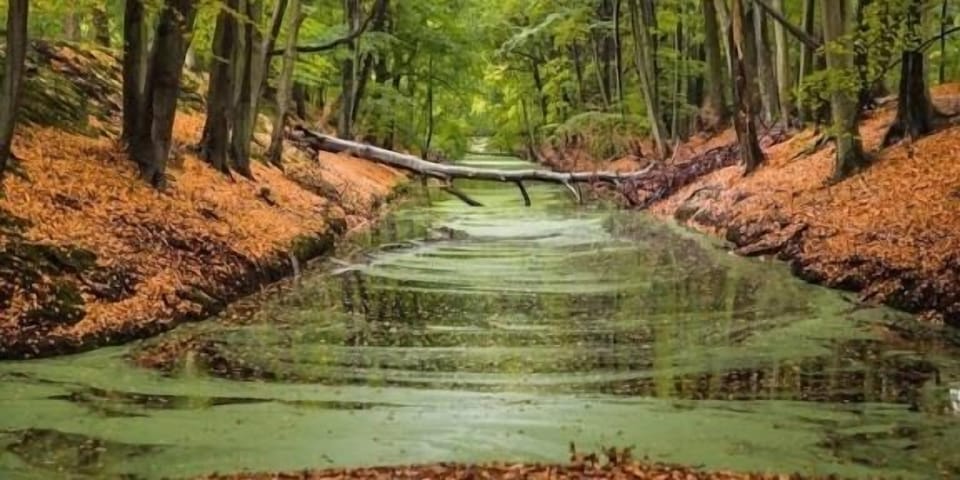 Clingendael forest