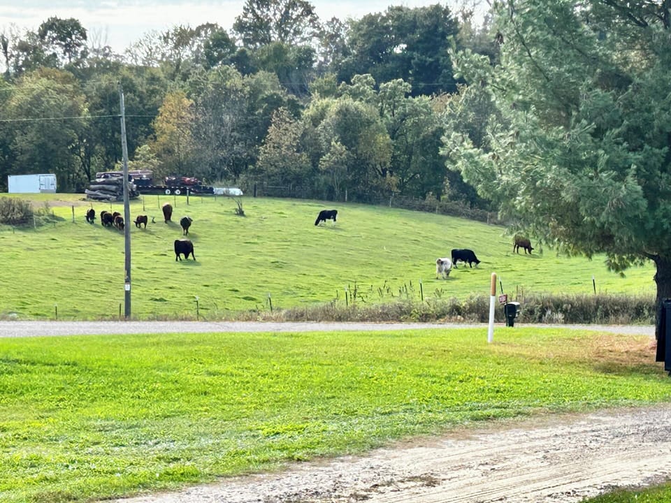 cattle grazing porch view