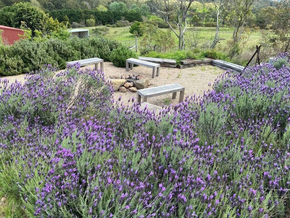 Gather around the fire pit amongst the lavender plants when in bloom.

