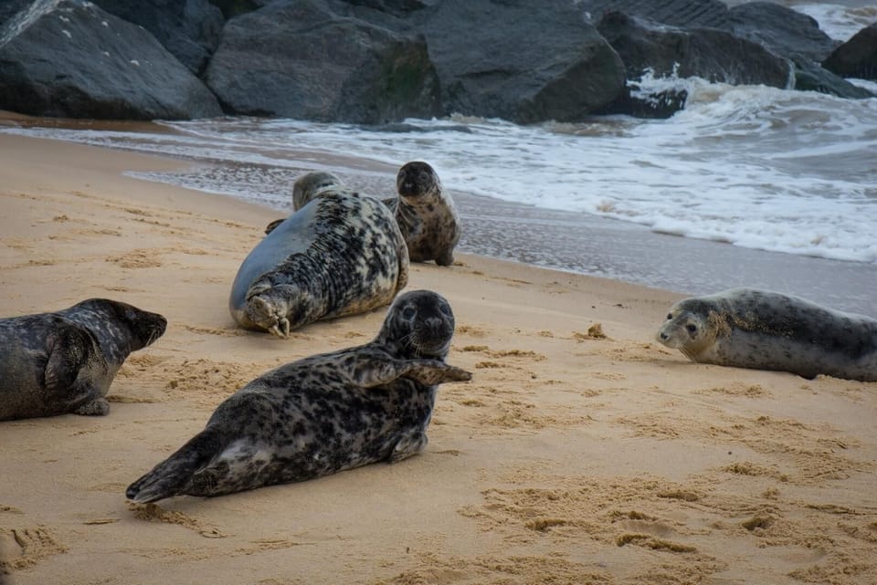 Located near the Norfolk coast, you can easily transition from your comfortable chalet to the sandy shores of Scratby.