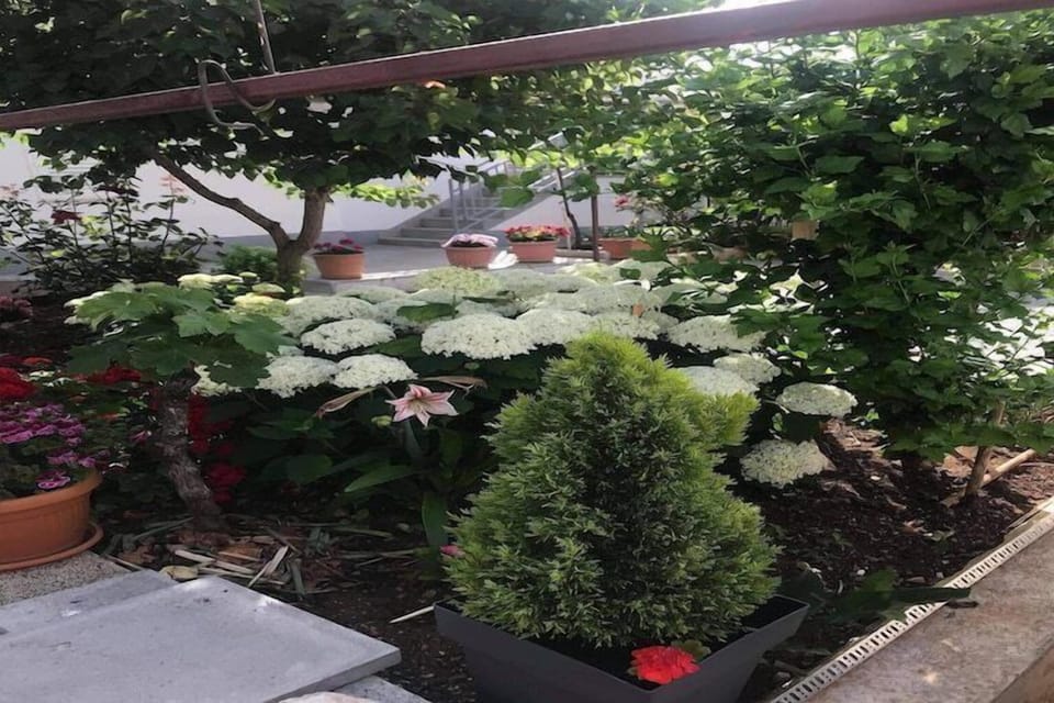 Garden [summer]