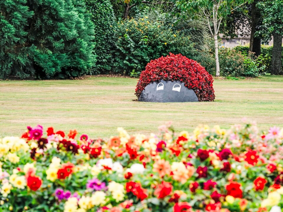 Flower, Red, Petal, Garden, Shrub, Spring, Groundcover, Flowering Plant, Lawn, Park