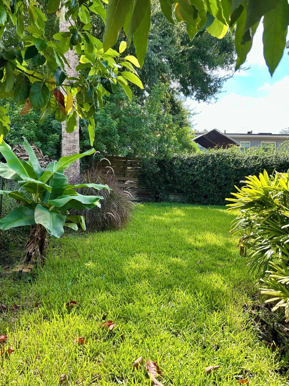 Backyard