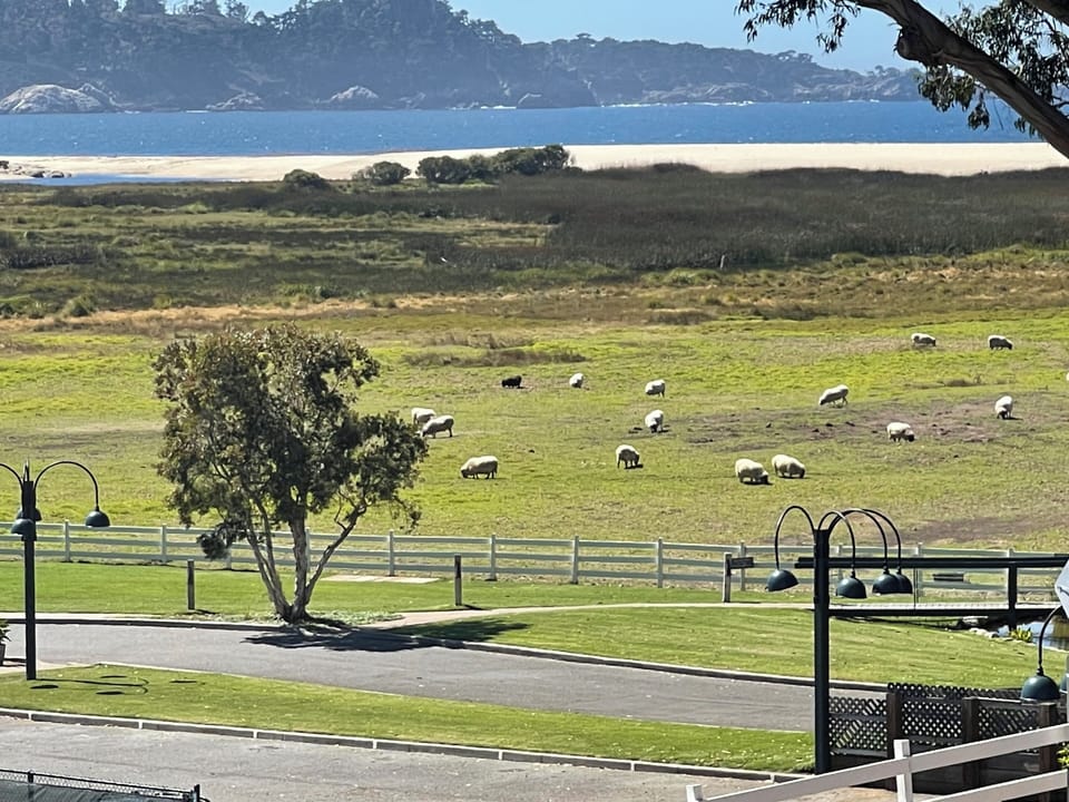 Sheep across the street.