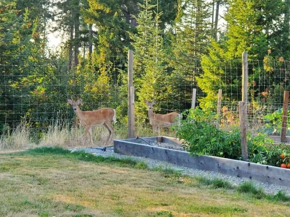 Daily visits by Deer at the fenceline