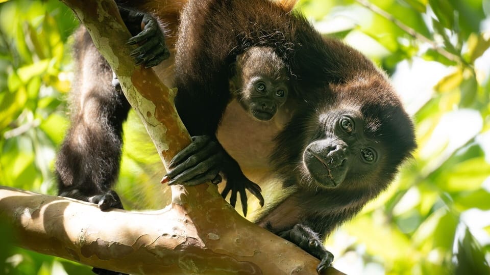 Howler Monkeys