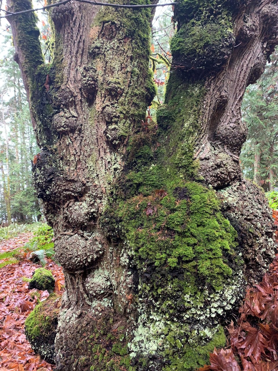 So many interesting trees & vegatation to enjoy