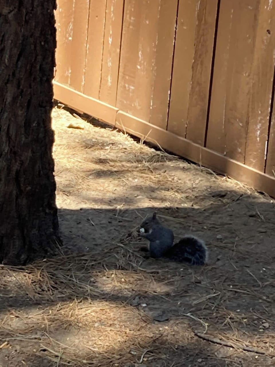Big Bear Lake Mountain squirrel in backyard.