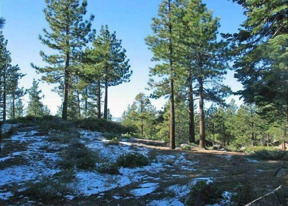 Forested View