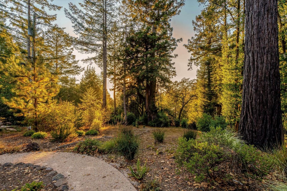 Tranquil forest path inviting peaceful outdoor strolls