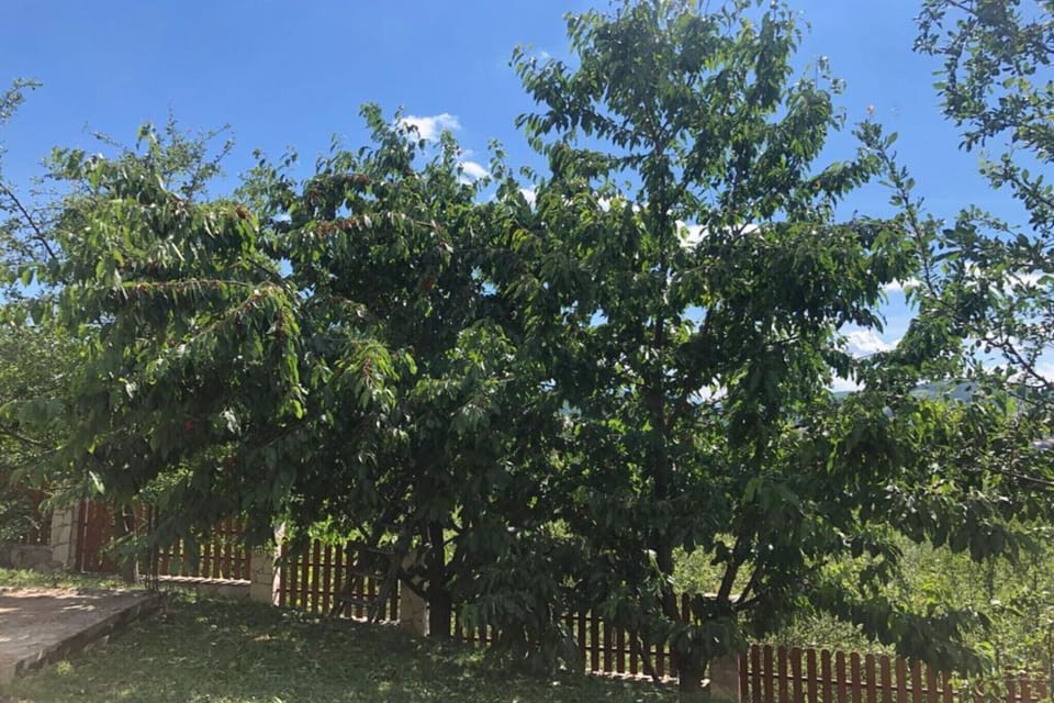 Garden [summer]