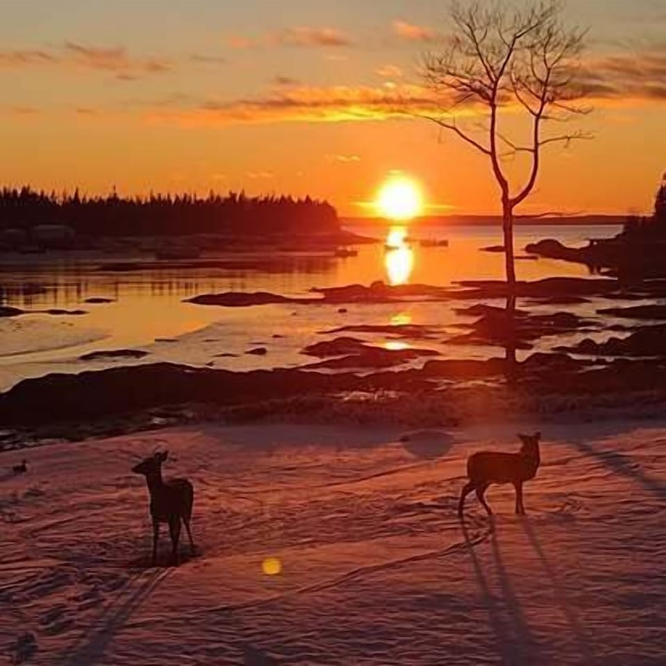 Deer Enjoying the Sunset