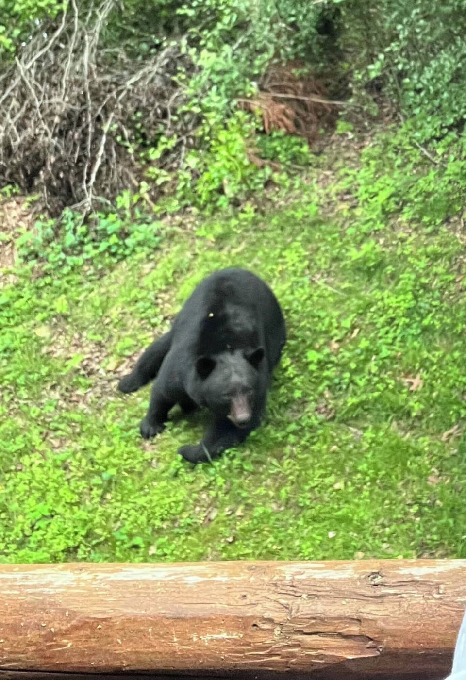 Bears are out and about again in the resort!