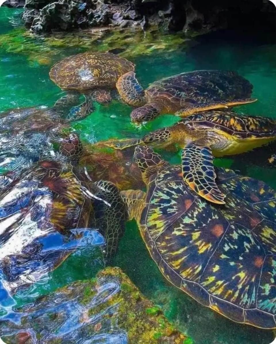 Nearby turtles aquarium 