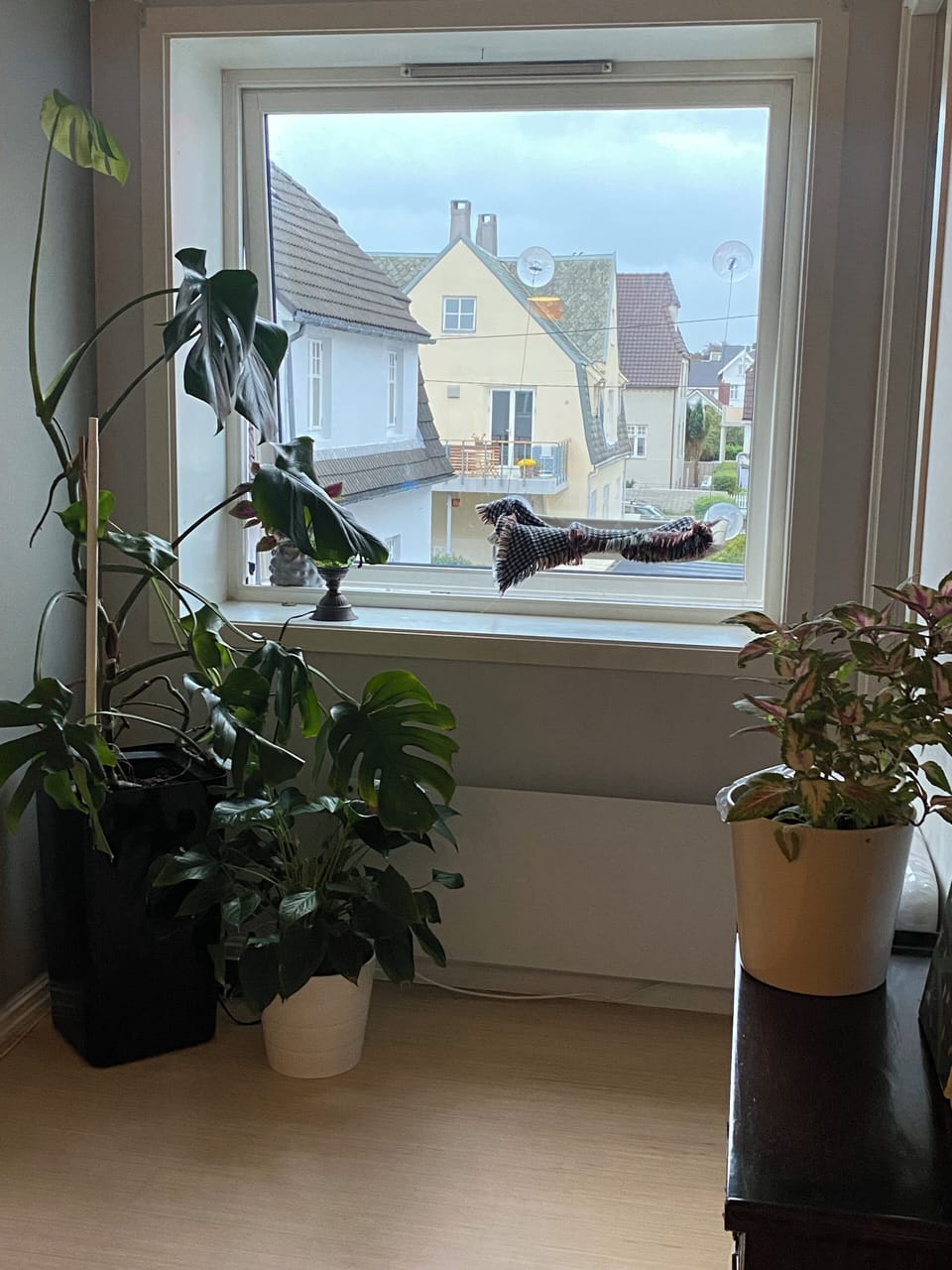 View and Amelia’s cat hammock