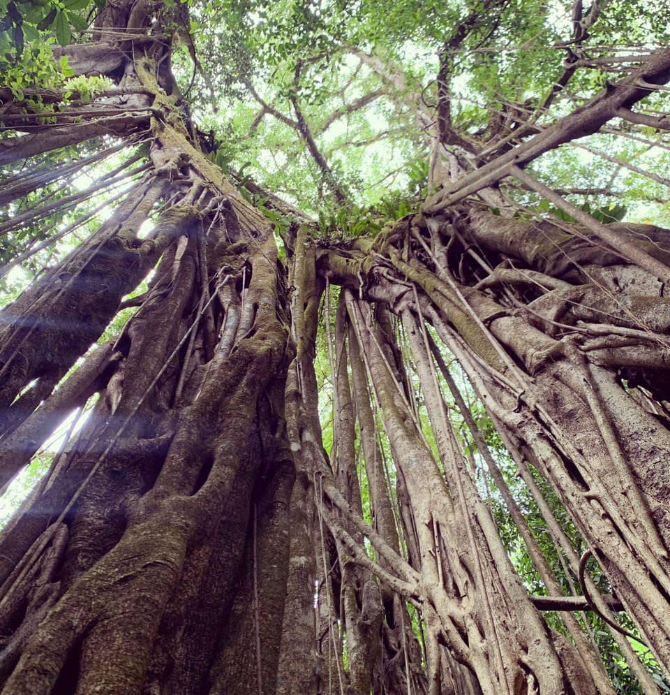 the largest strangler fig tree in the south 6km from the house 