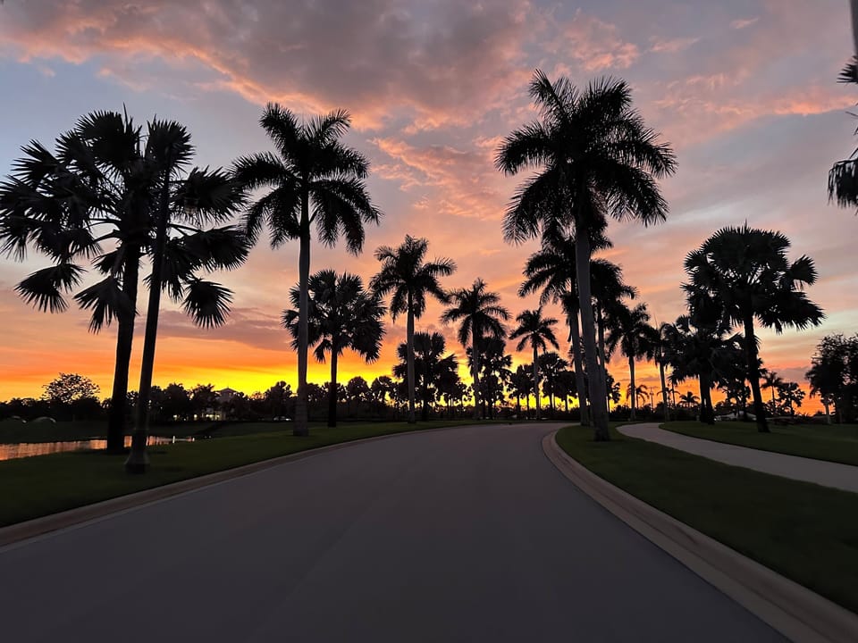 Palm-tree lined entrance to Naples Reserve