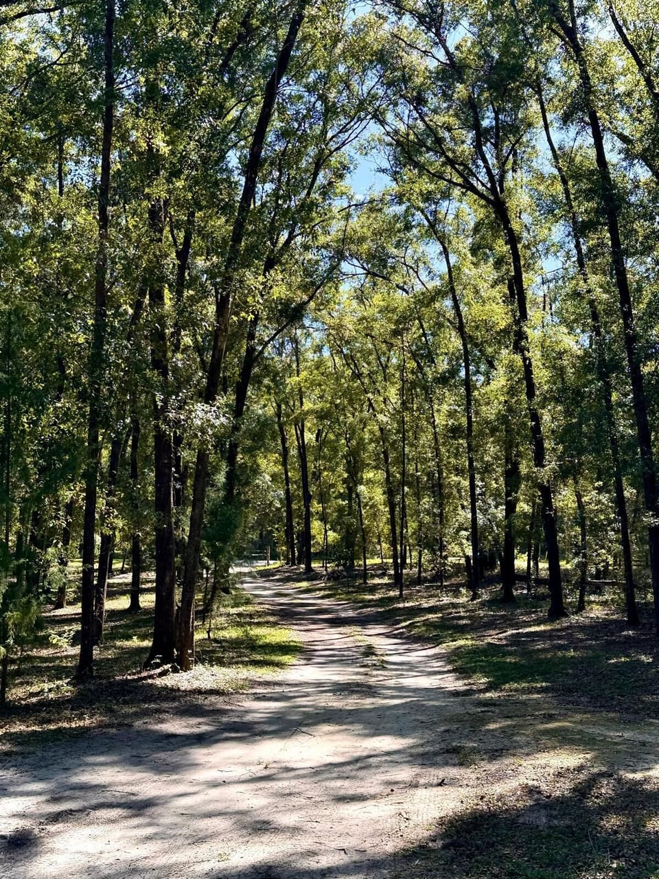 Sunlight filters through the trees, carrying calm to all who wander.