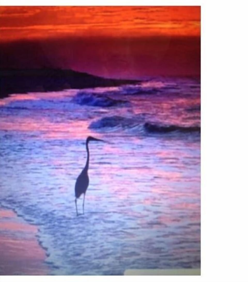 A wonder of the beach!