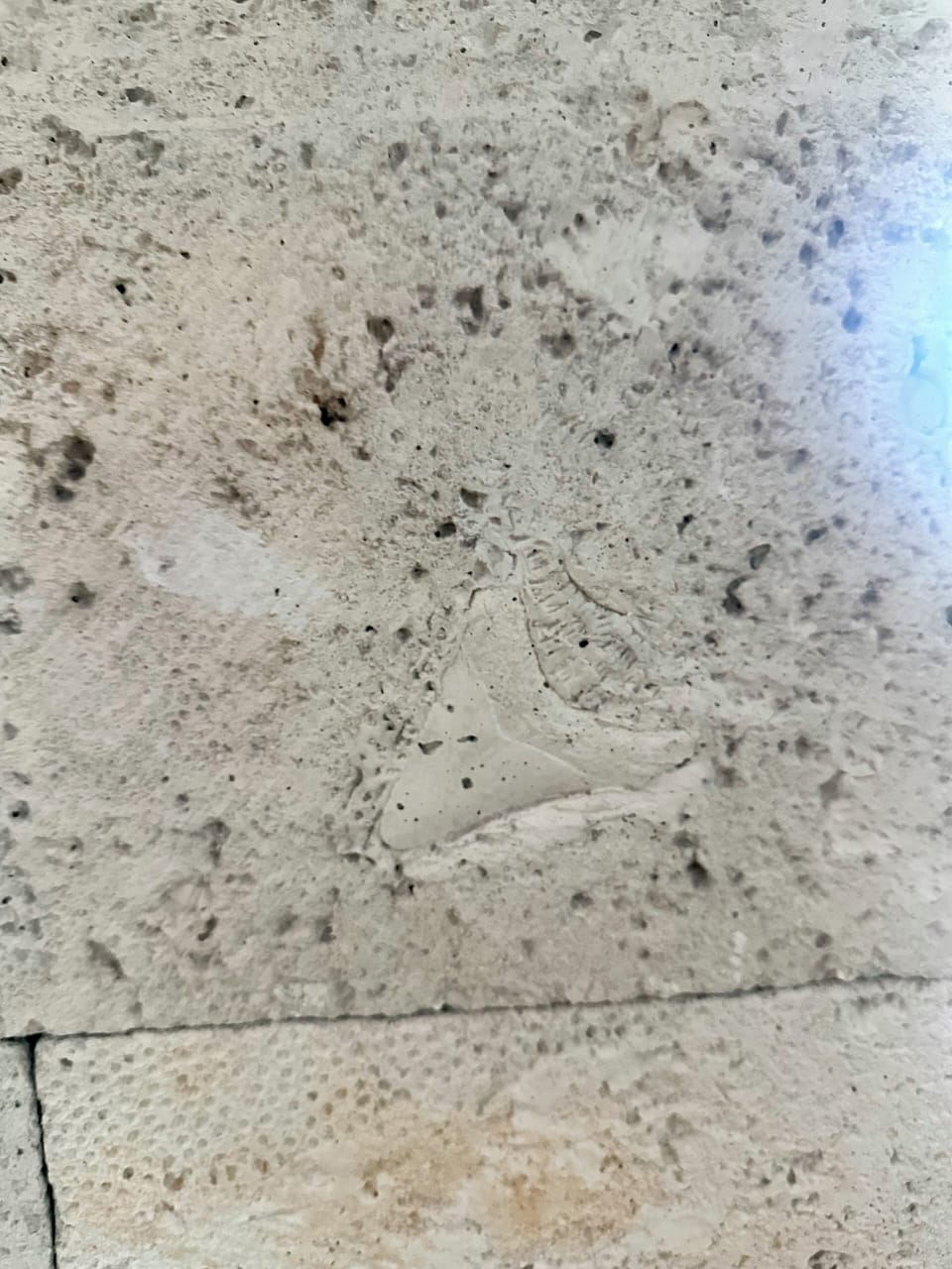 Our fireplace stone has fun fossils of shark teeth coral and even a seahorse!