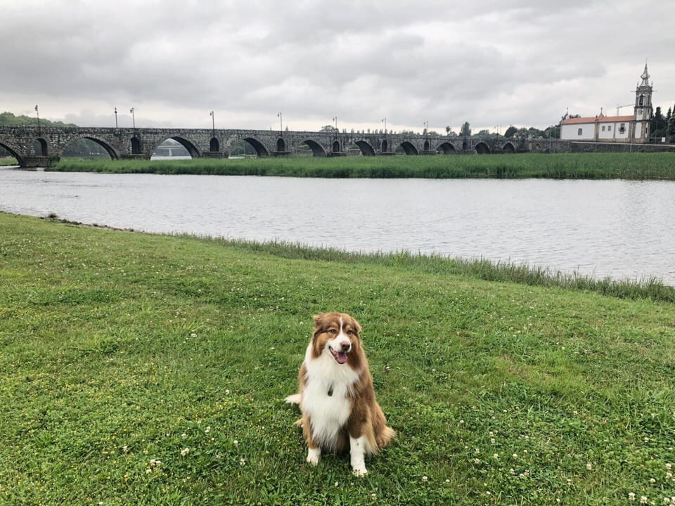Pet-friendly