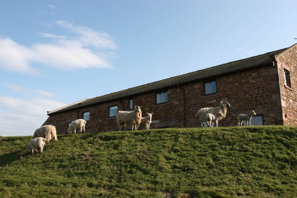 Sheep Roaming at Pattys Barn