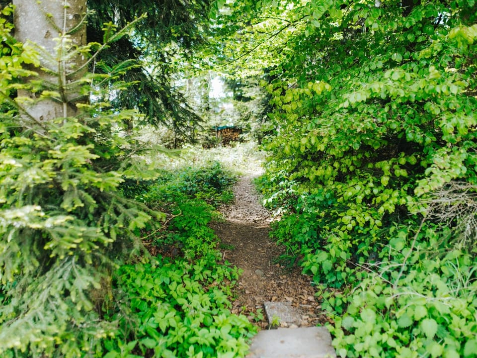 Garden [summer]