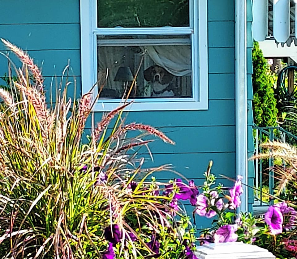 We are pet friendly