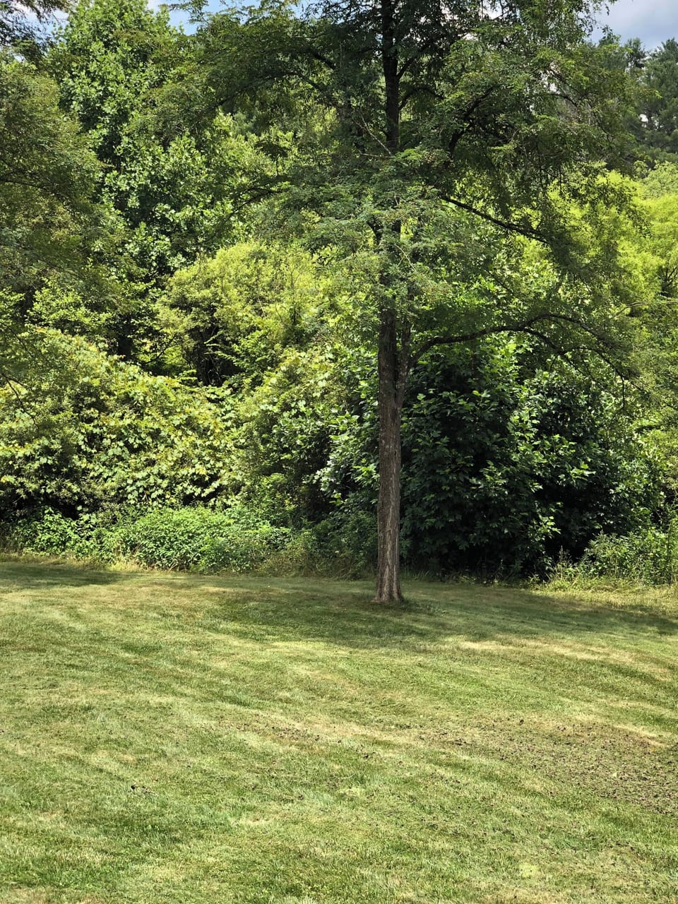Back yard.