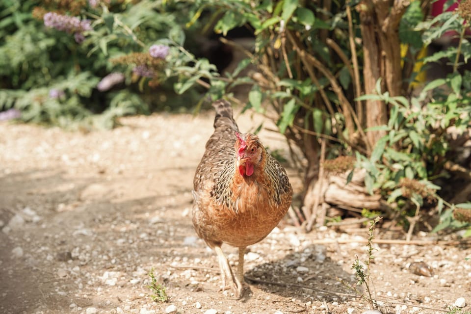 Our hens keep us entertained and lay delicious golden yolked eggs