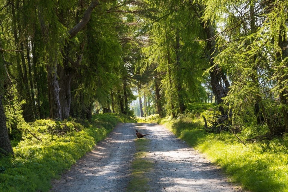 Driveway into Rachel's Farm Glenalmond