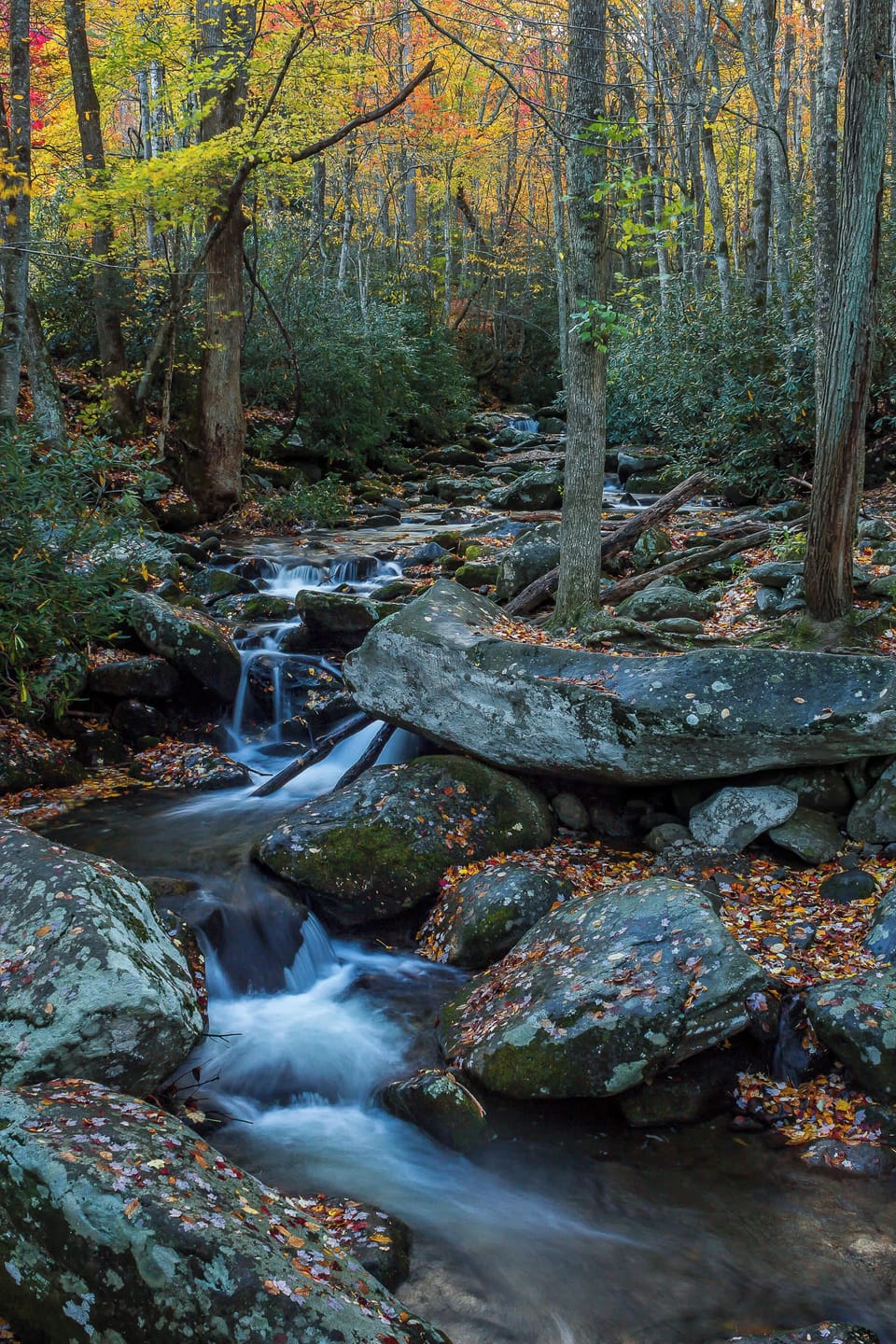 Immerse yourself in nature's beauty with vibrant foliage and soothing sounds!