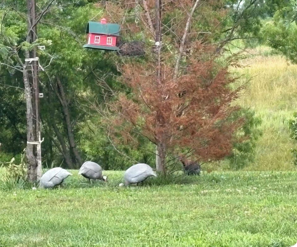 Feeding station which attracts dozens of different species of birds, 