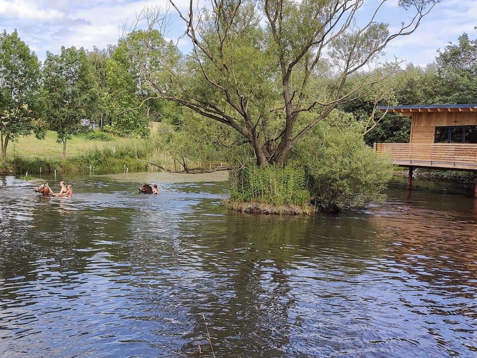 Im Sommer baden manchmal unsere Pferde im Teich
