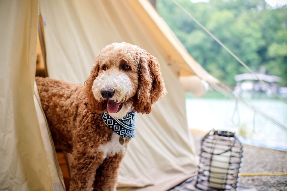 Pet-friendly