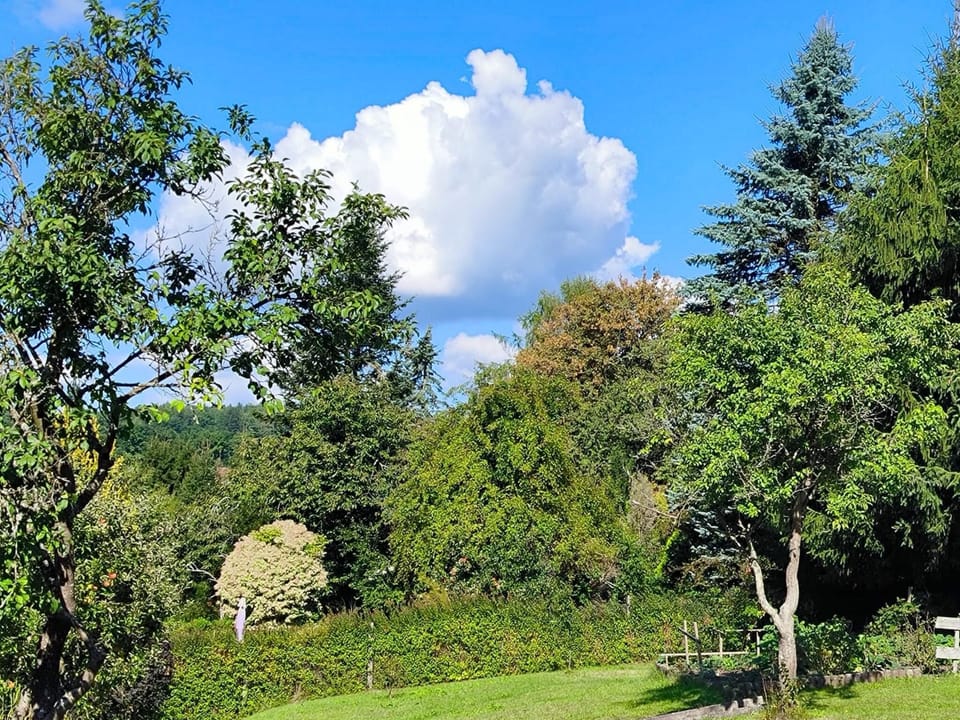 Garden [summer]