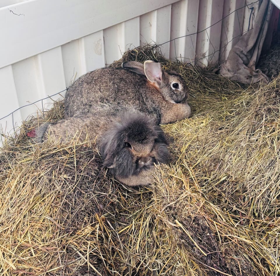 The friendly bunnies love veggie scraps!