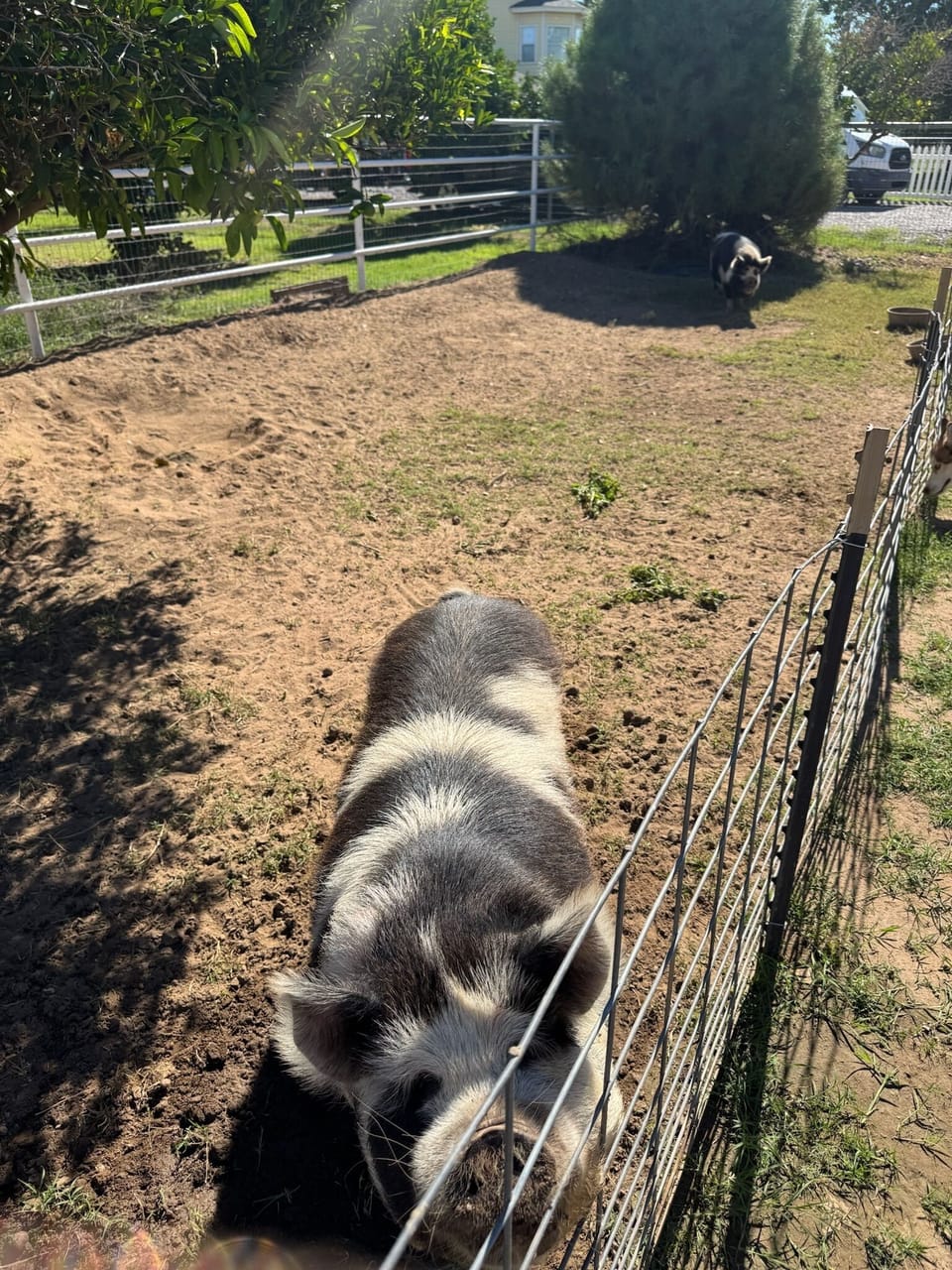 Kune Kune pigs from New Zealand