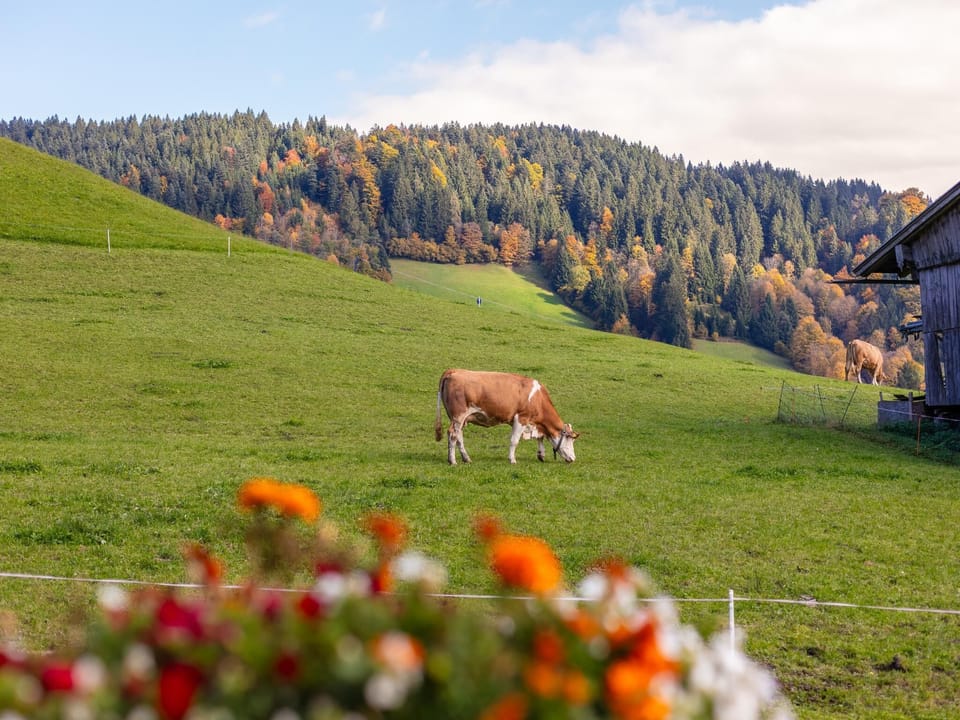 Immediate Surroundings [summer] (<1 km)