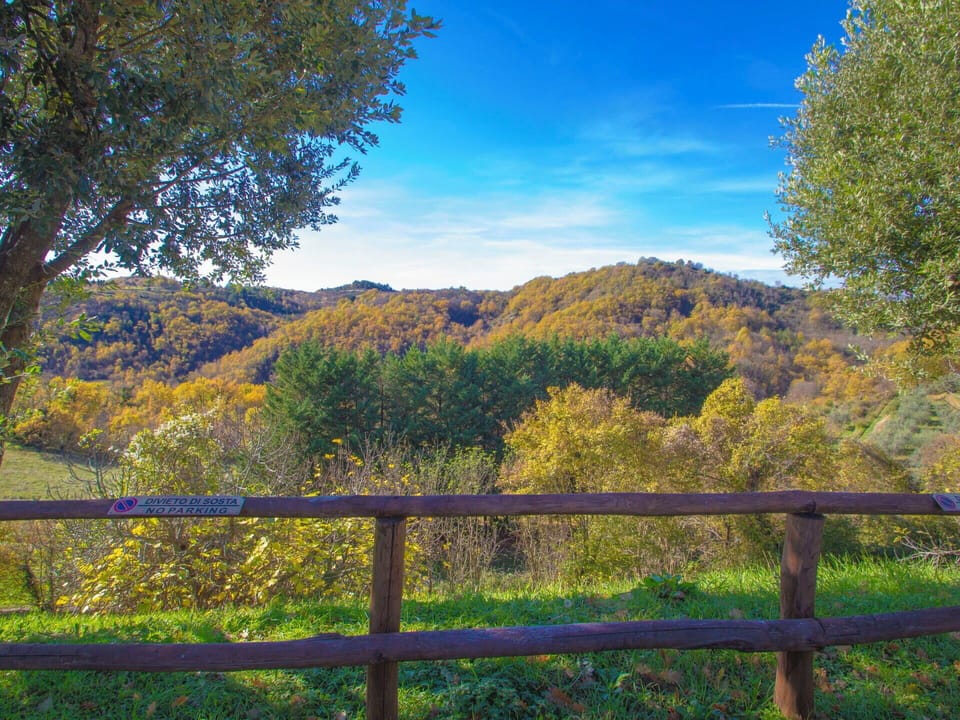 Leaf, Wood, Natural Landscape, Fence, Plant Community, Forest, Morning, Sunlight, Meadow