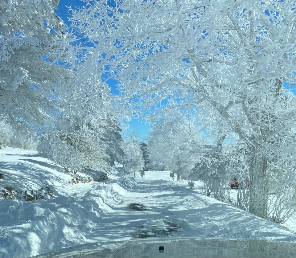 Snow-covered trees line a bright, icy mountain roadway.