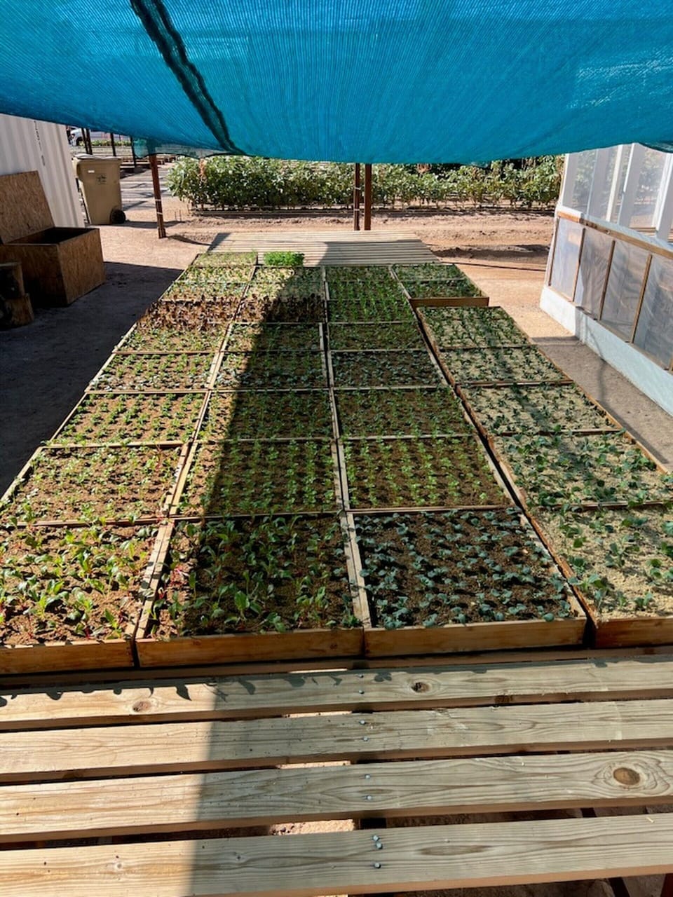 Just a mile away—this garden grows food for families in need.