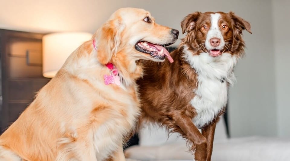 Cuddle up—pet-friendly vibes for traveling with your best friend.