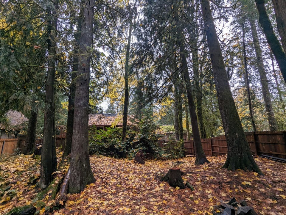 Old growth backyard 
