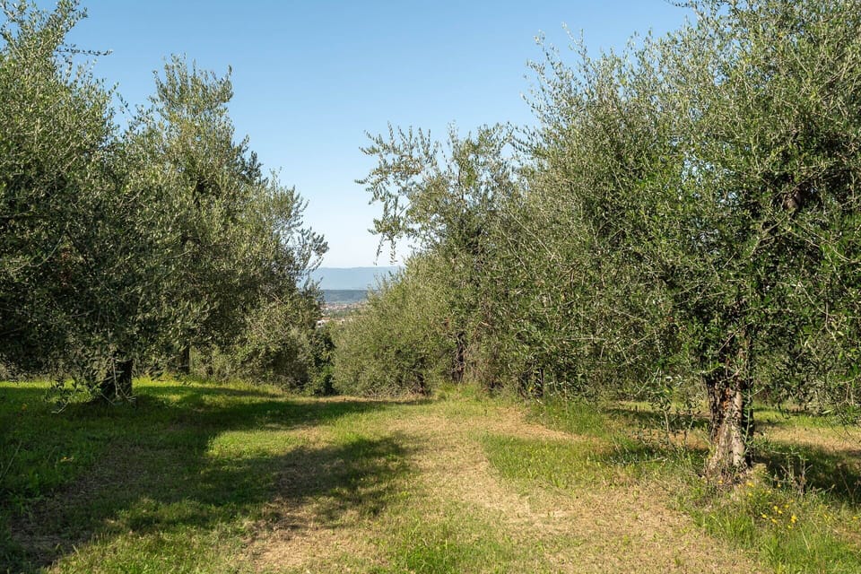 Grass, Tree, Natural Environment, Leaf, Branch, Vegetation, Grassland, Plant Community, Plain, Land Lot