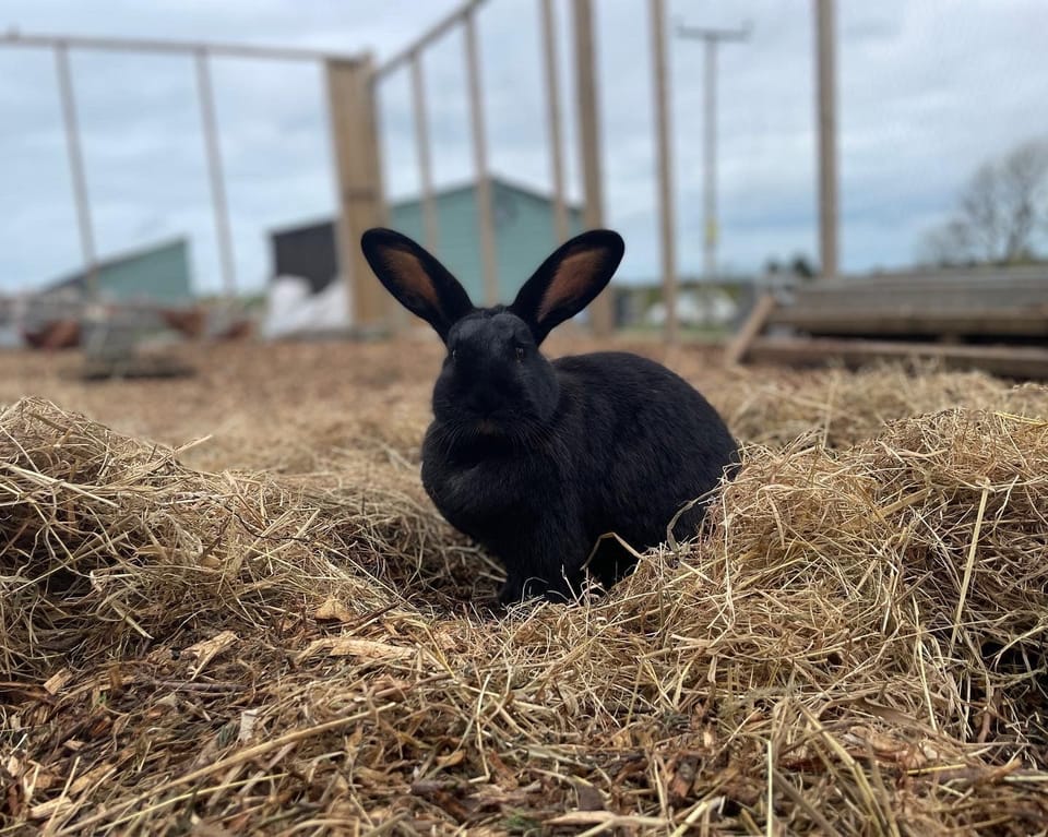 Rabbits and chickens