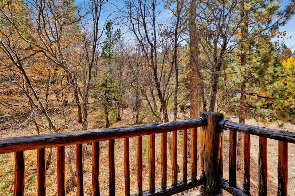 Outside view of the pine trees.